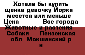 Хотела бы купить щенка девочку Йорка 2 месетса или меньше › Цена ­ 5 000 - Все города Животные и растения » Собаки   . Пензенская обл.,Мокшанский р-н